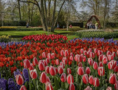 Keukenhof, der schönste Frühlingspark der Welt öffnet am 24.03.22
