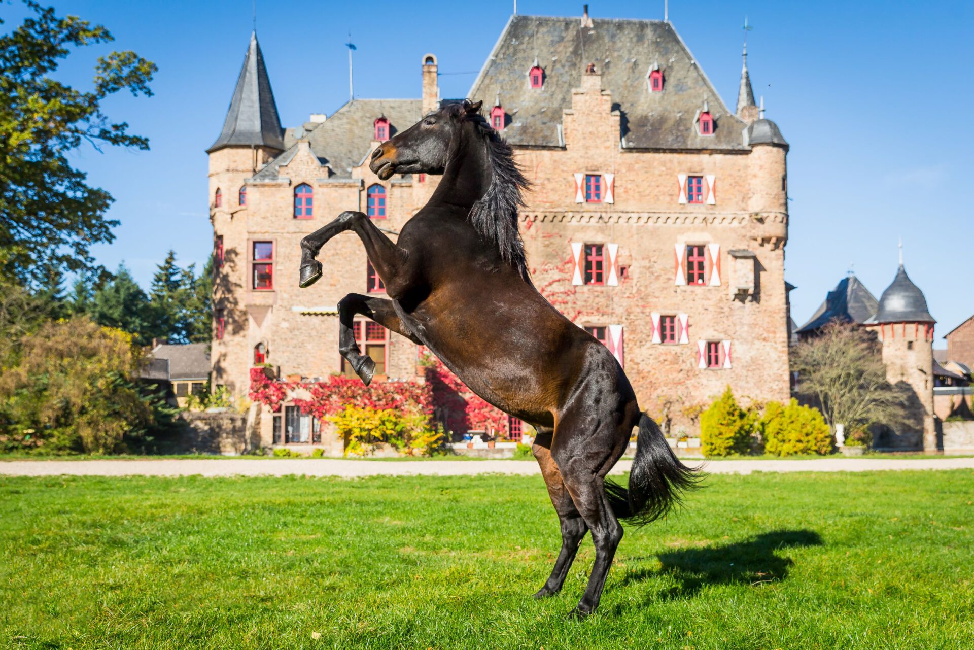 Ein schwarzes Pferd steigt vo rder Burg Satzvey in die Höhe. Der Himmel ist blau.