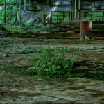 Farn wächst aus dem Boden der alten Fabrikhalle